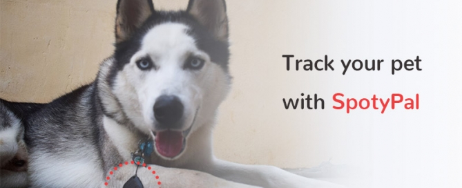 pet tracker - dog tracker